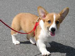 Resize of PICT0769_thumb.jpg